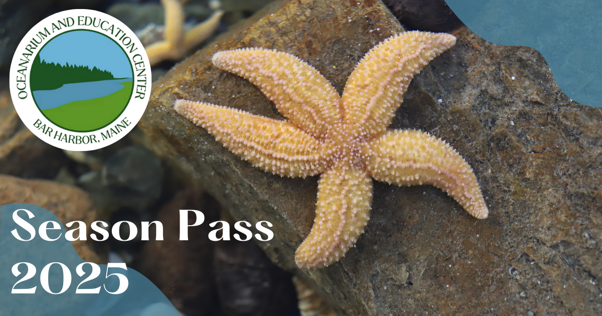 Campaign cover image for Oceanarium Season Pass 2025