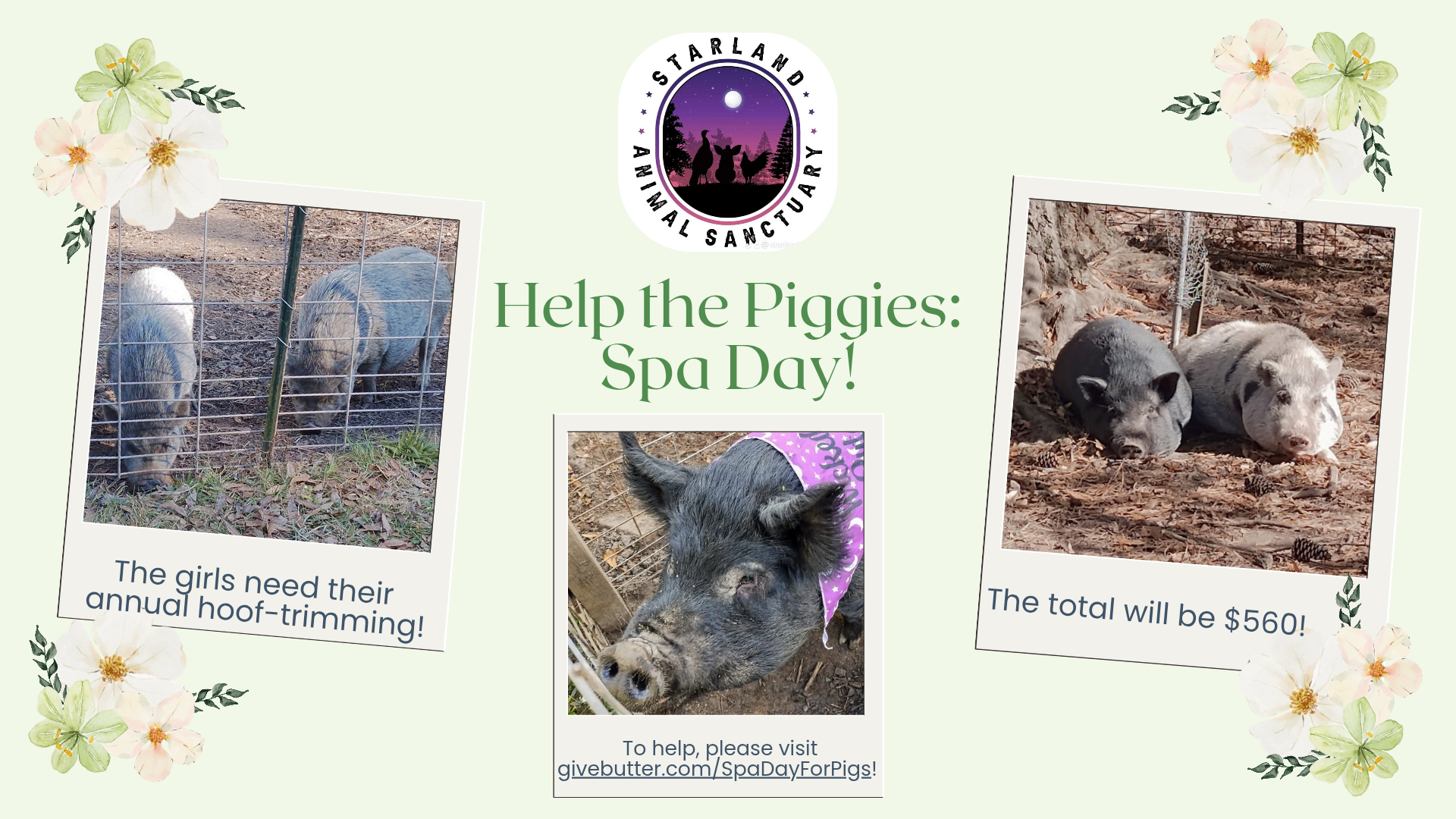 Campaign cover image for Spa Day for the Piggies!