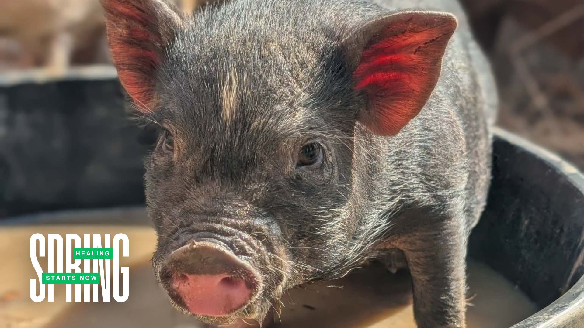 Campaign cover image for Spring Healing Starts Now