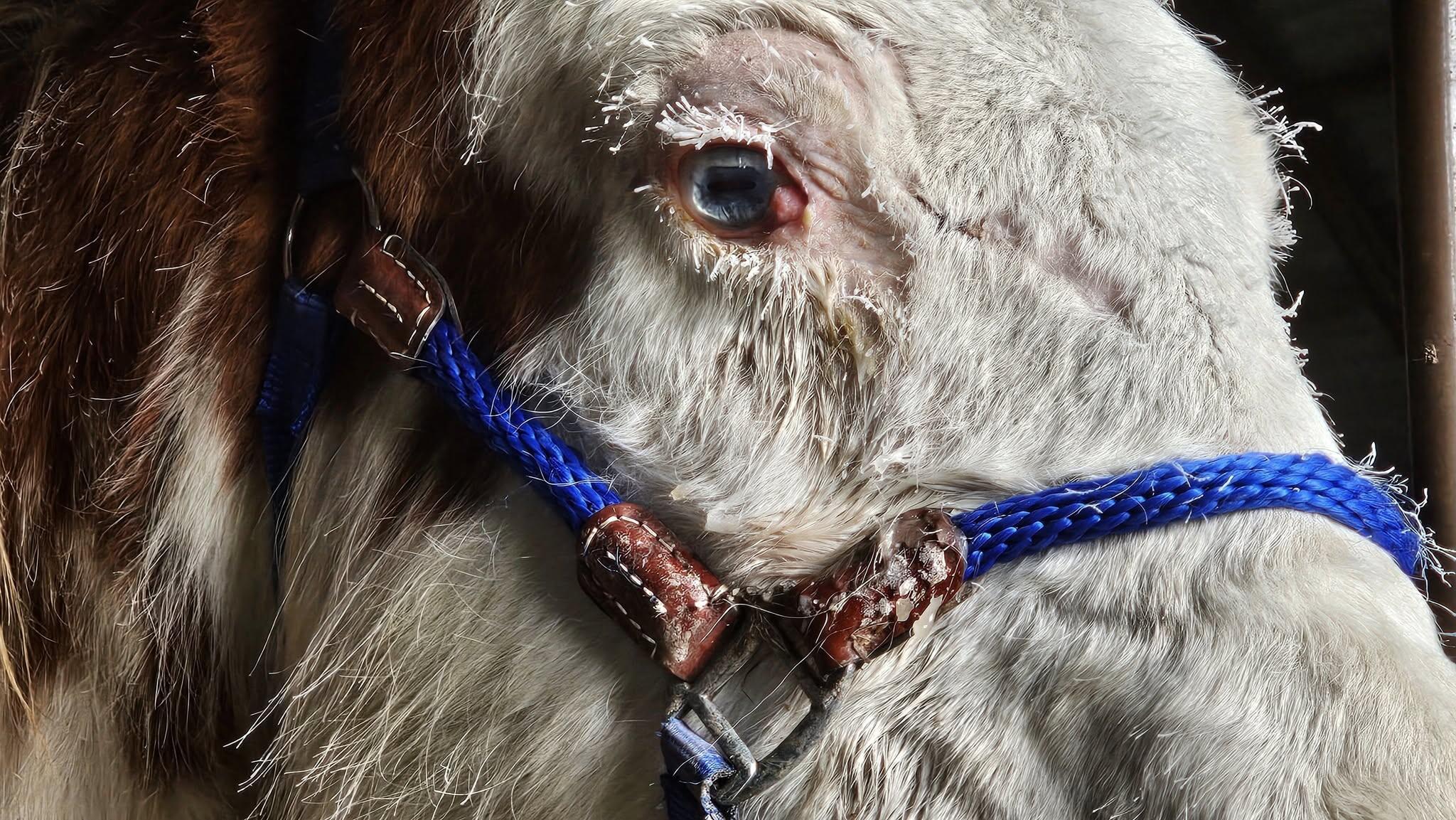 Campaign cover image for Lily's Cancer Surgery & Treatment