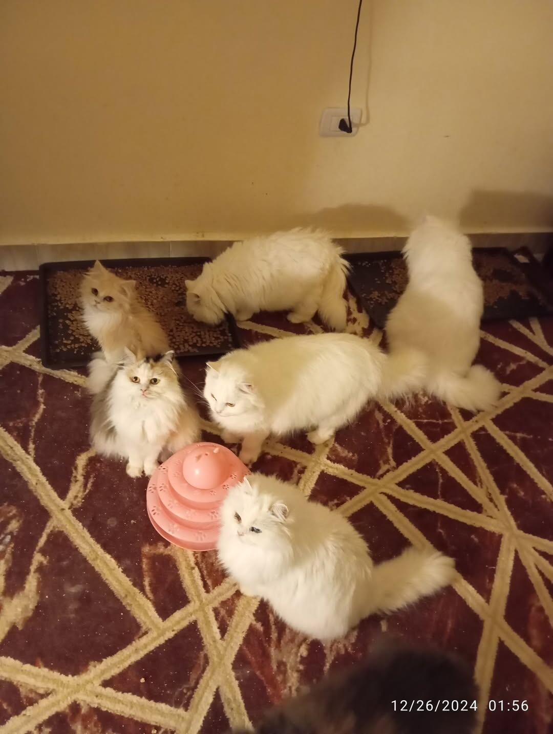 Campaign cover image for Urgent Help Needed for Heba’s 70 beautiful Cats for Nov 2025