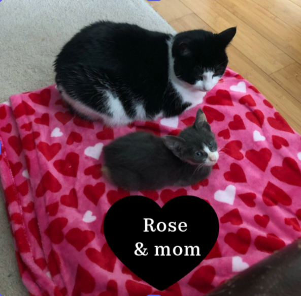 Campaign cover image for 🌹 Rose Survived – Now Help Us Cover Her $413 Vet Bill