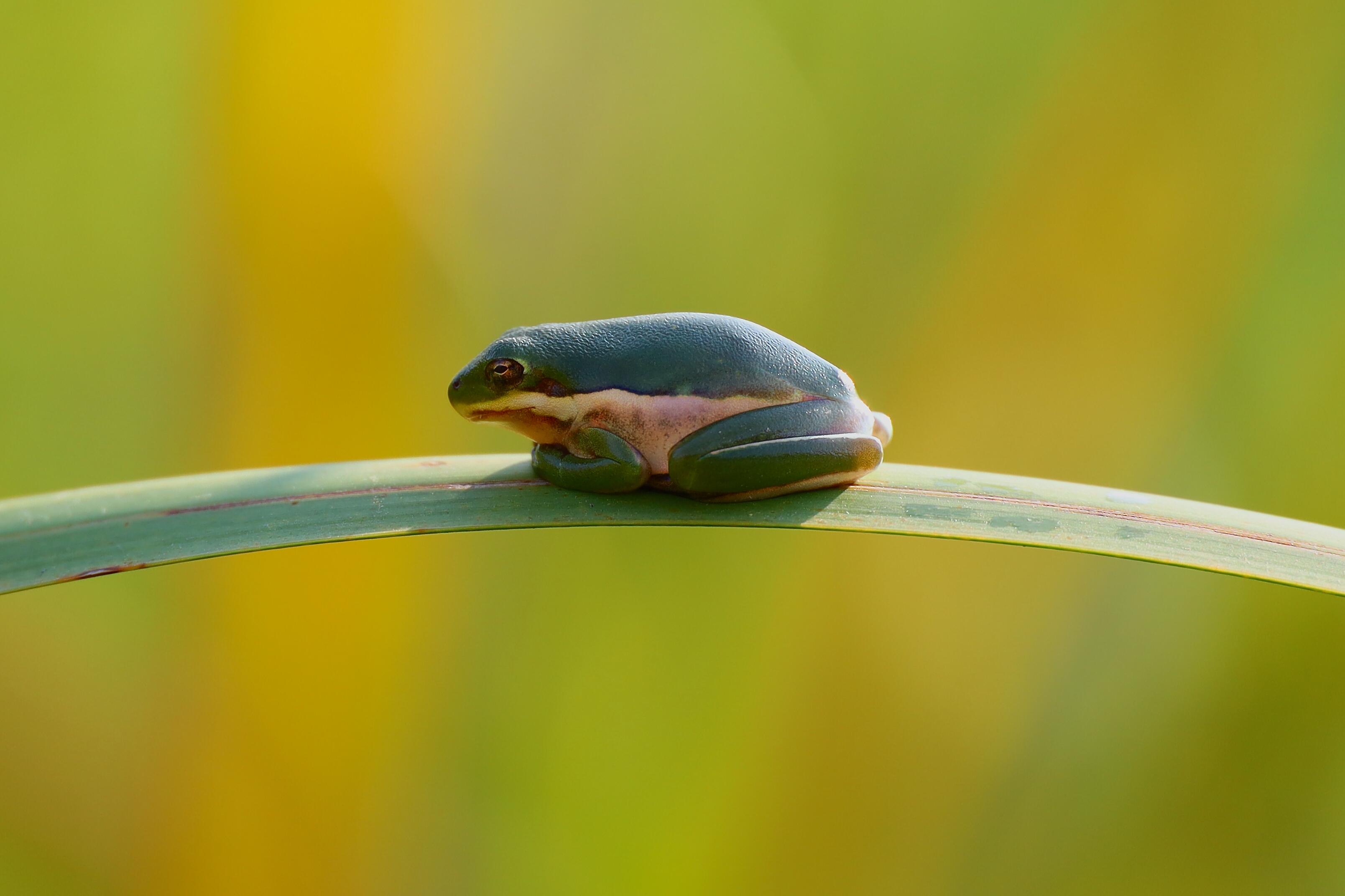 Campaign cover image for JBS After Dark: Reptiles and Amphibians