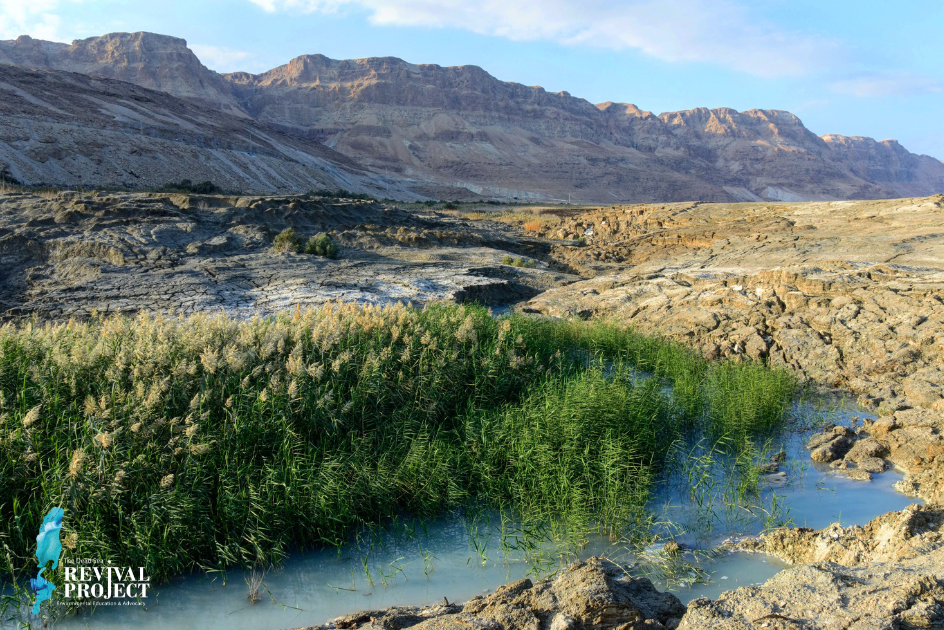 Campaign cover image for The Dead Sea Revival Project 2.0