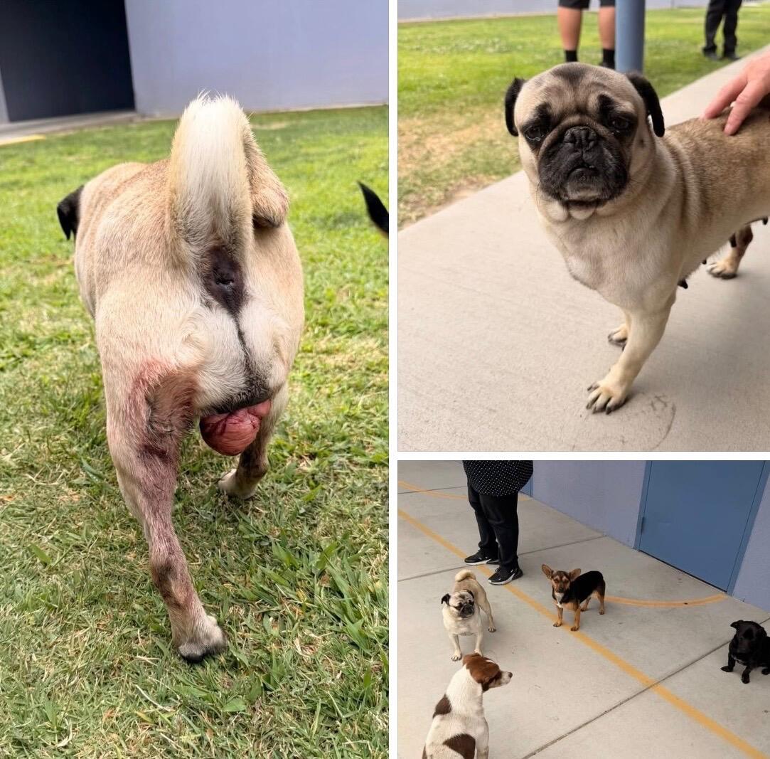 Campaign cover for Help Save This Abandoned Pug