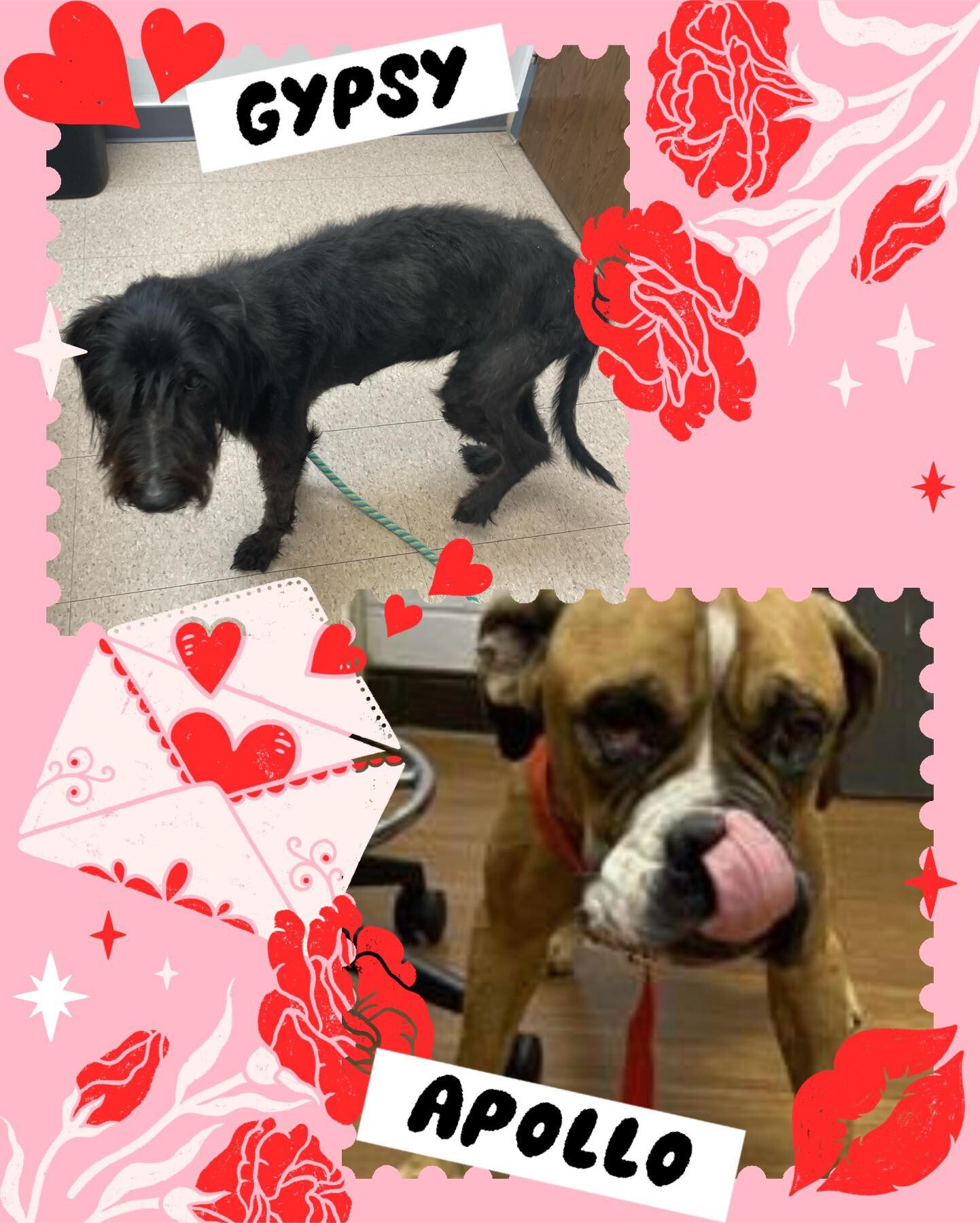 Campaign cover image for Apollo and Gypsy Heartworm Treatment 2024