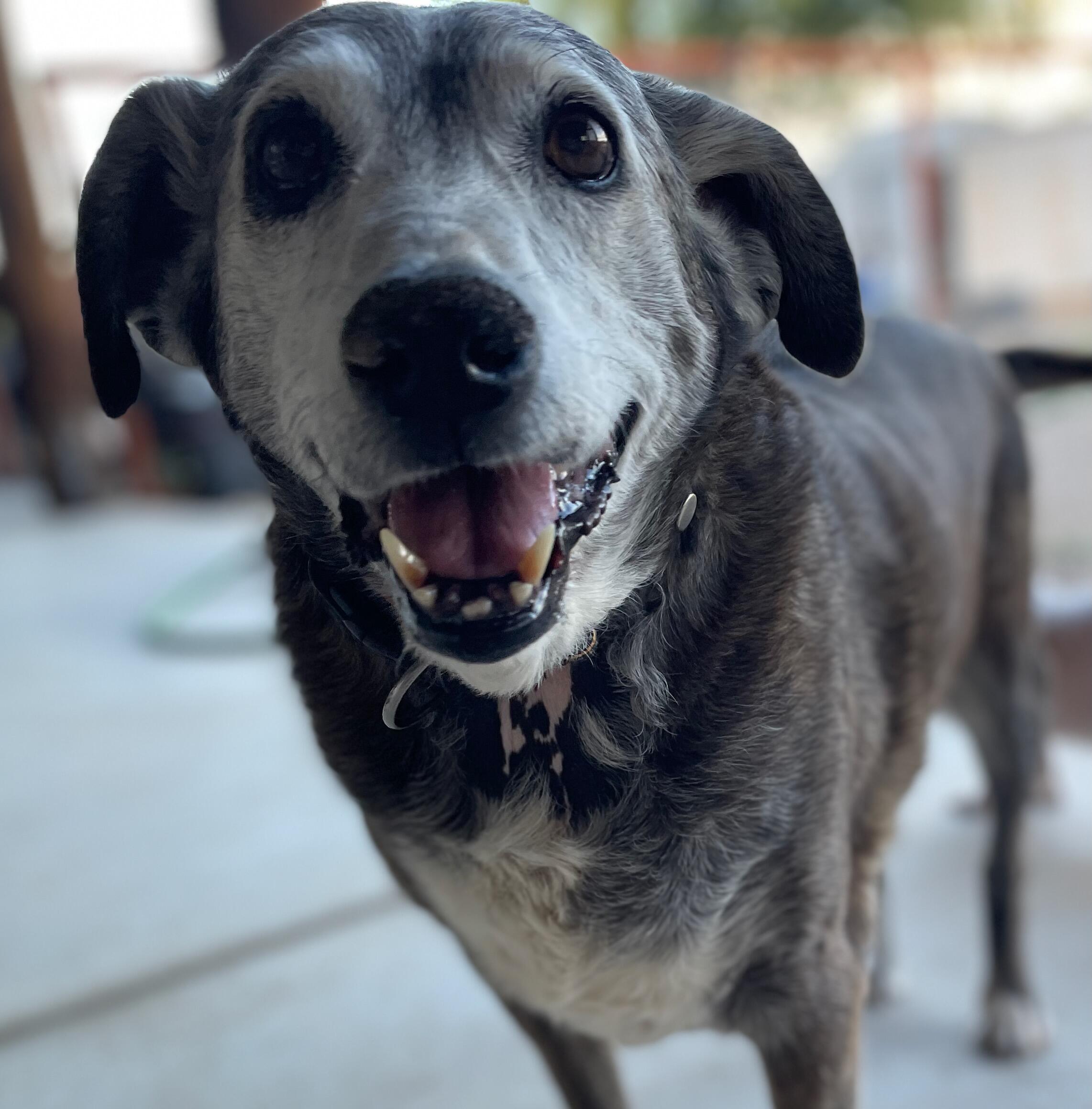 Campaign cover image for Old Souls $15k for 15 years