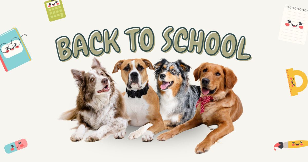 Campaign cover image for Back to School!