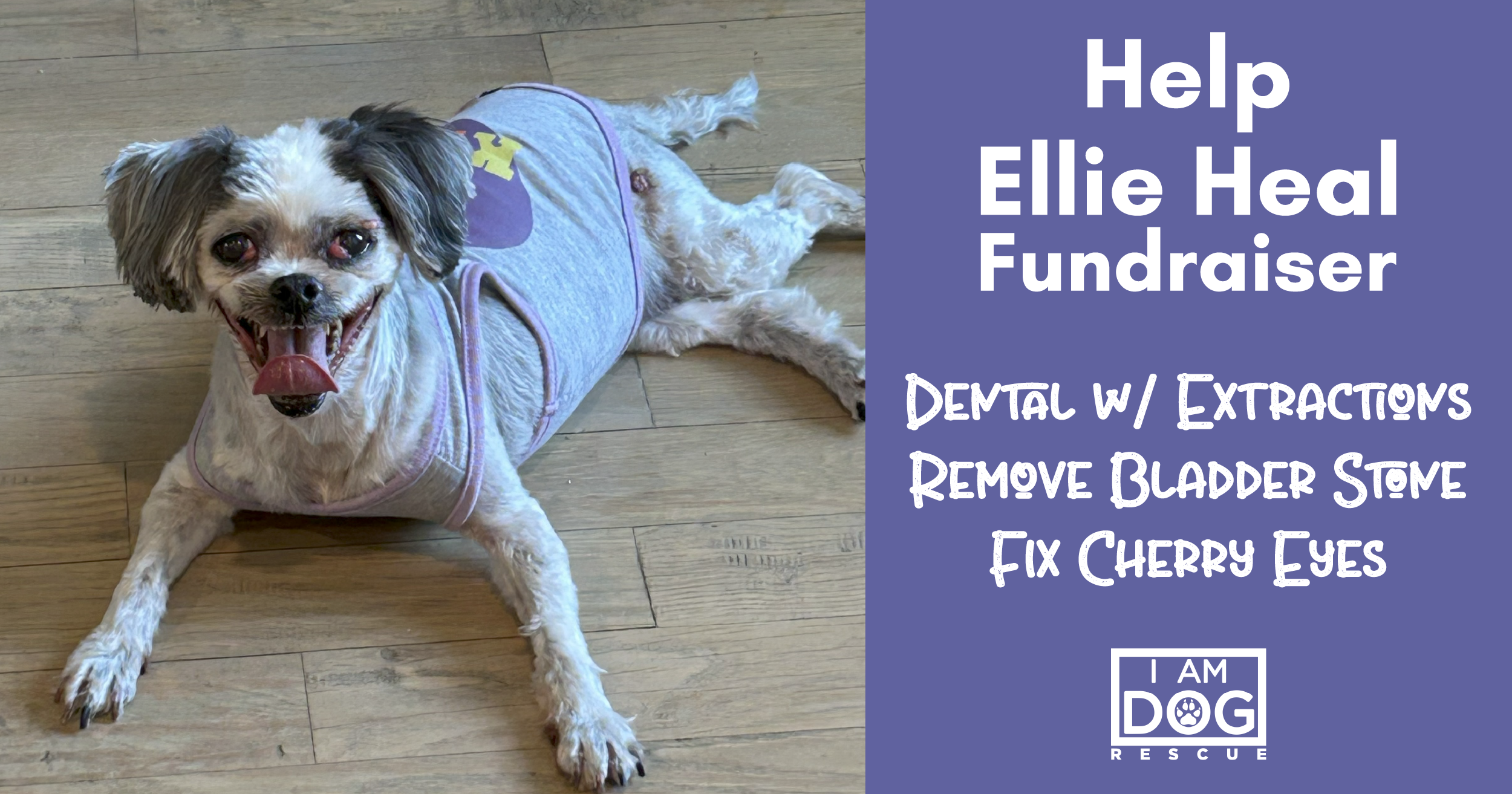 Campaign cover image for Help Ellie Heal