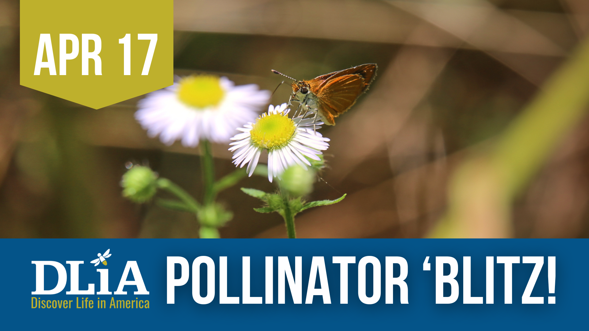 Campaign cover image for Pollinator 'Blitz