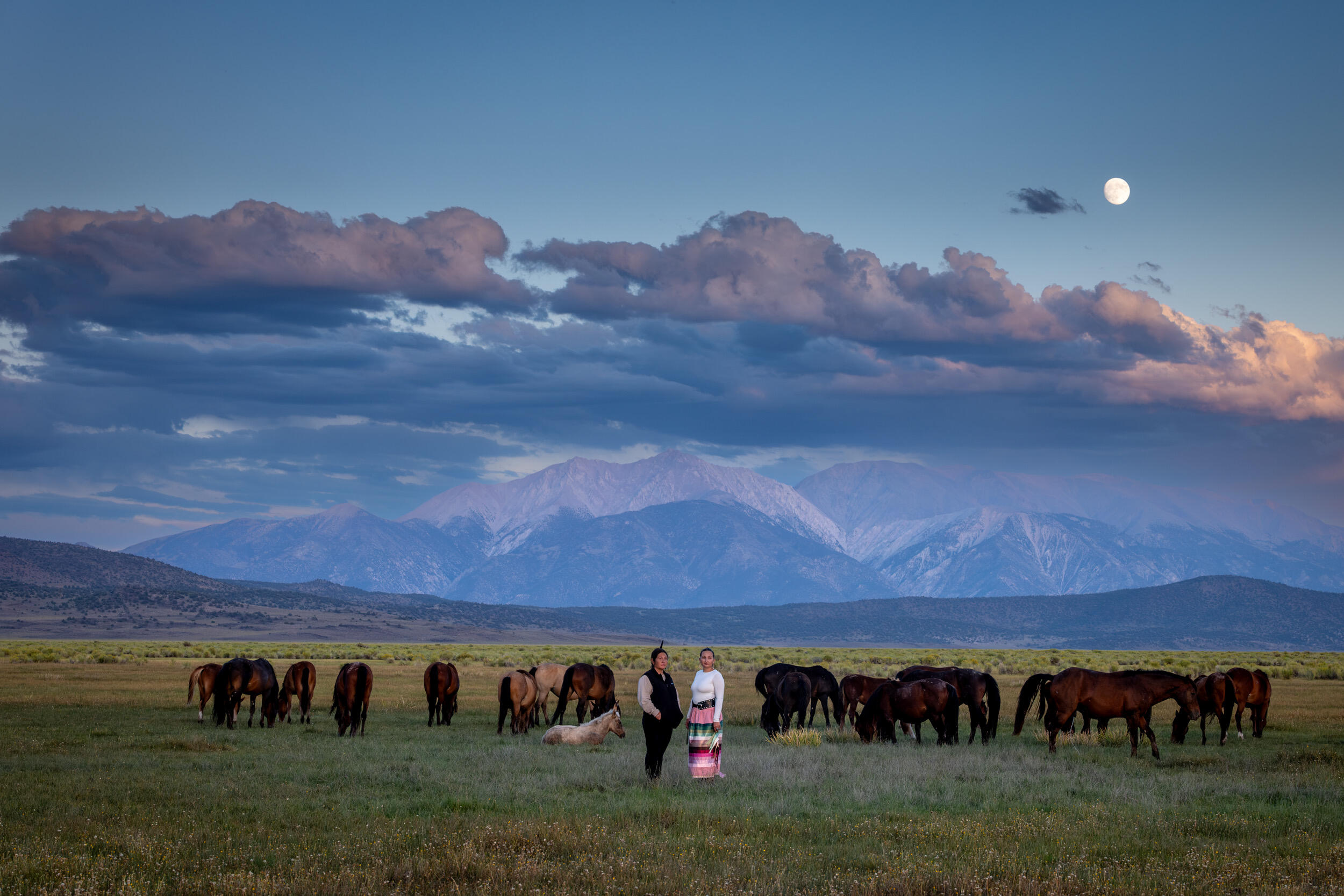Campaign cover for Indigenous Wild Horse Society