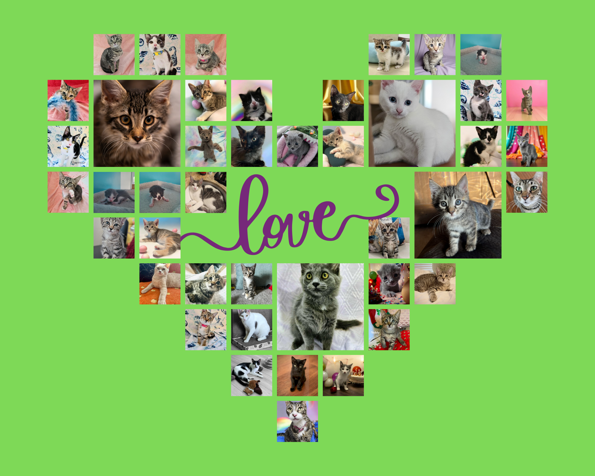 Campaign cover image for Kneady Kitty Rescue's Give-Life Campaign 2025
