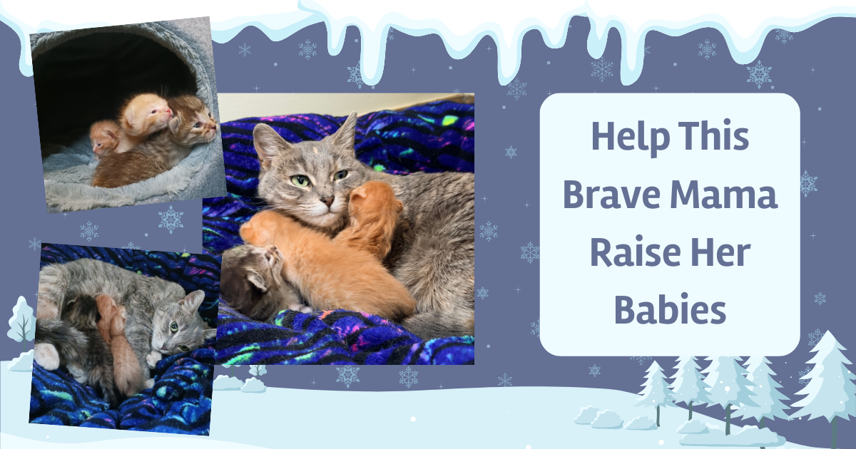 Campaign cover image for Help This Brave Mama Raise Her Babies