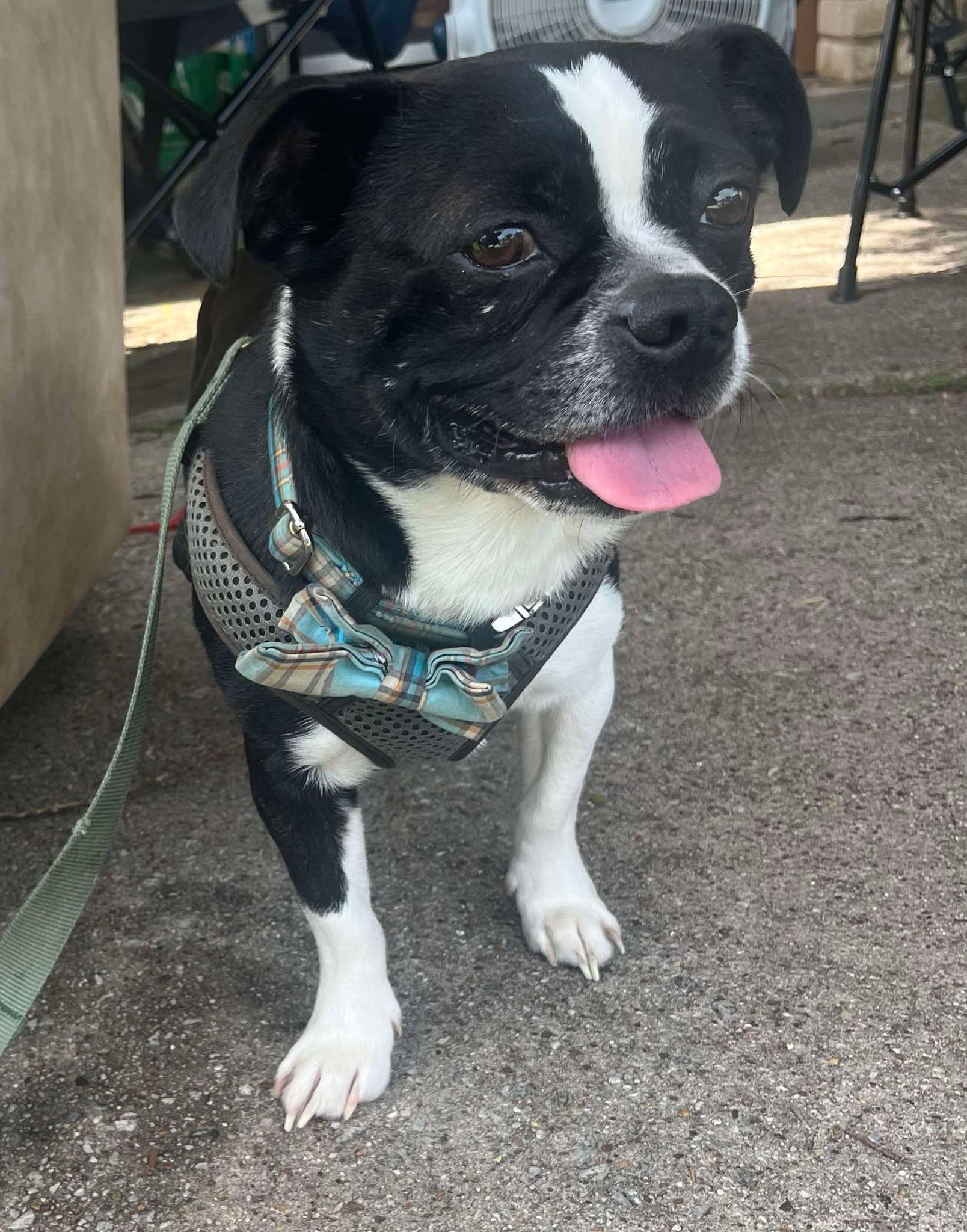 Campaign cover image for Cooper needs your help!