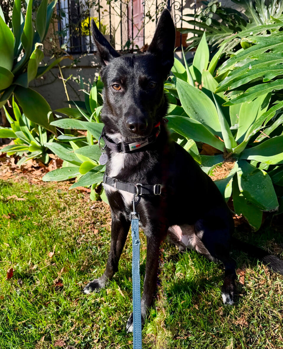 Campaign cover image for A Pawsitive Impact for Wallaby