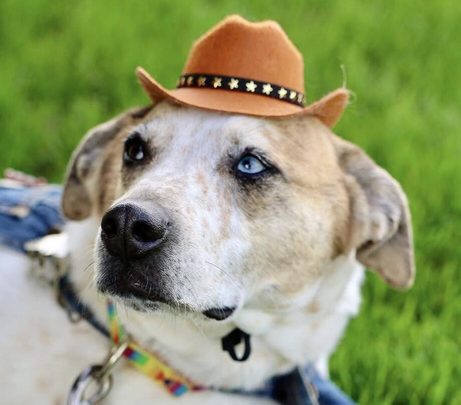 Campaign cover image for Blue Jeans Ball 2026 Sponsporship