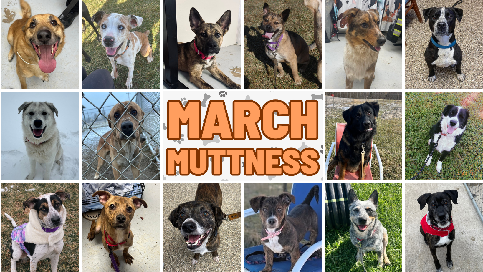 Campaign cover image for March Muttness