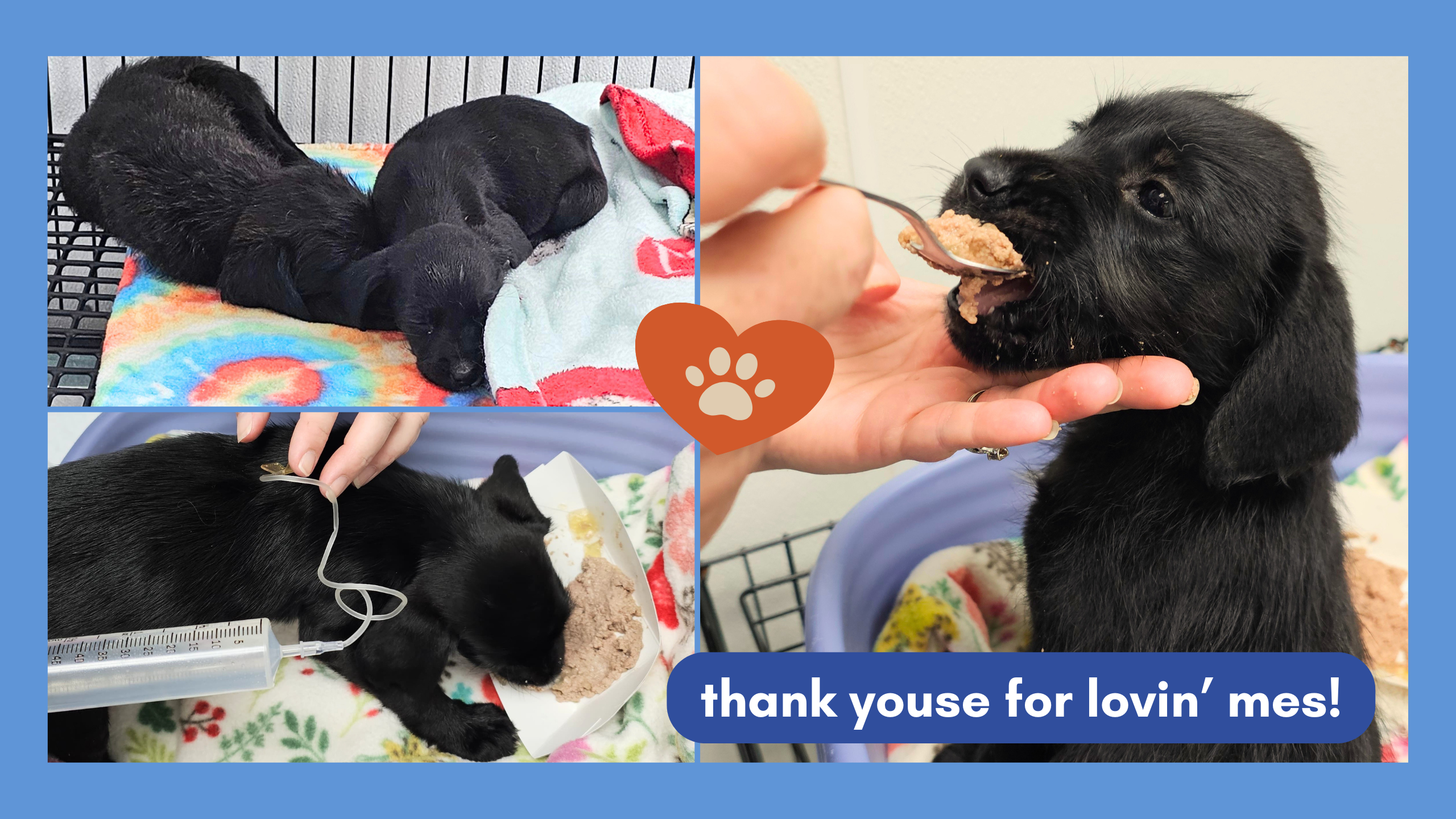 Campaign cover for Summer Mailer: I’m Jackson. Thank You for Saving Animals Like Me.