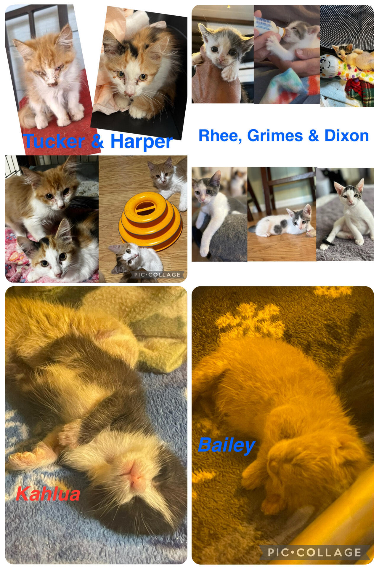 Campaign cover image for Give Hope this "Giving Tuesday". Every Kitten deserves a chance- and your gift makes that possible.