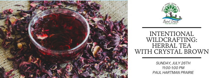 Campaign cover image for Intentional Wildcrafting: Herbal Tea