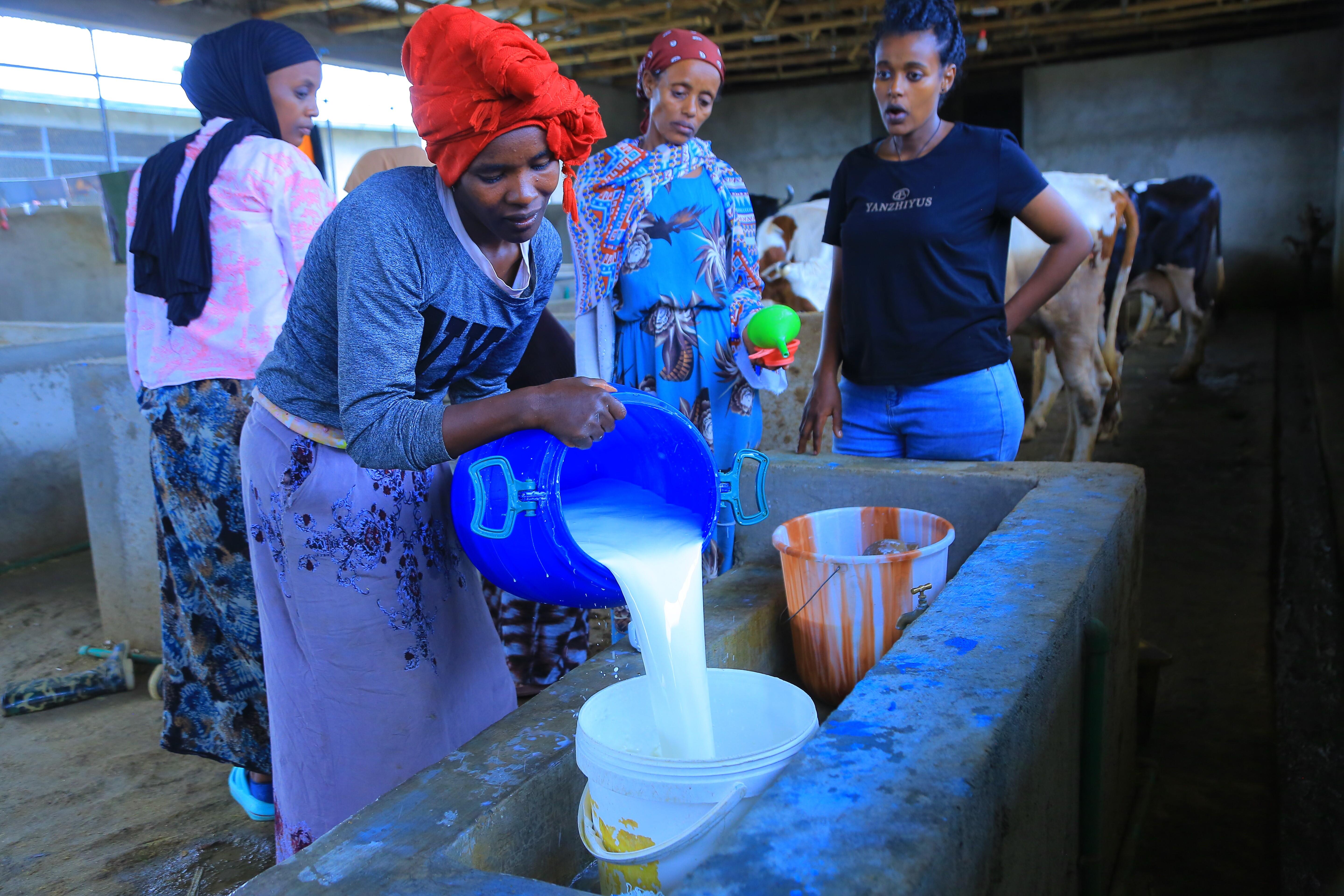 Campaign cover image for Dairy Farming