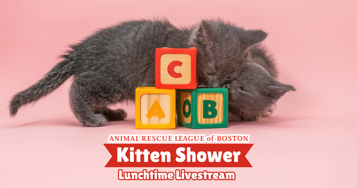 Campaign cover image for 2026 Kitten Shower Lunchtime Livestream