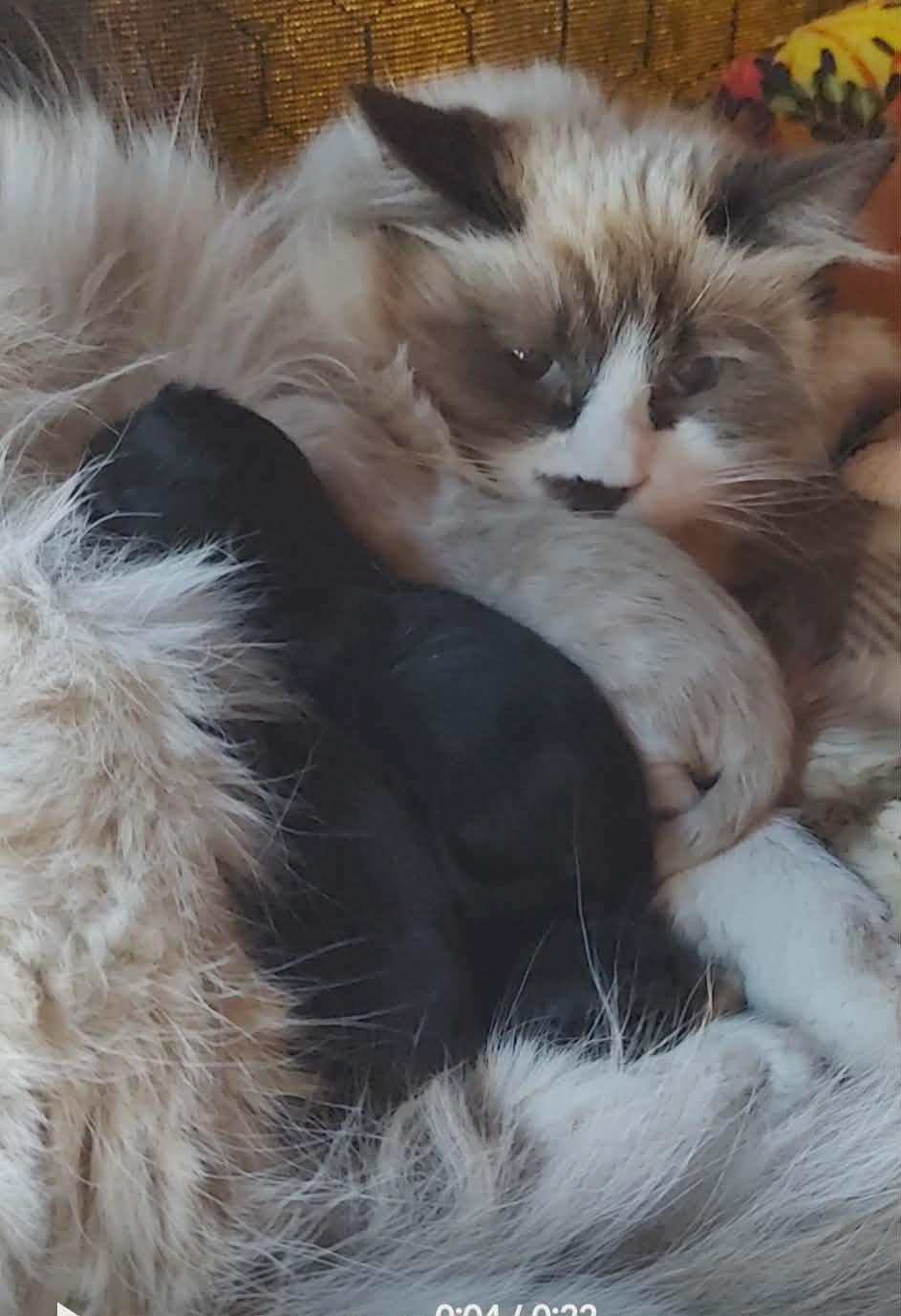 Campaign cover image for The Ragdoll babes