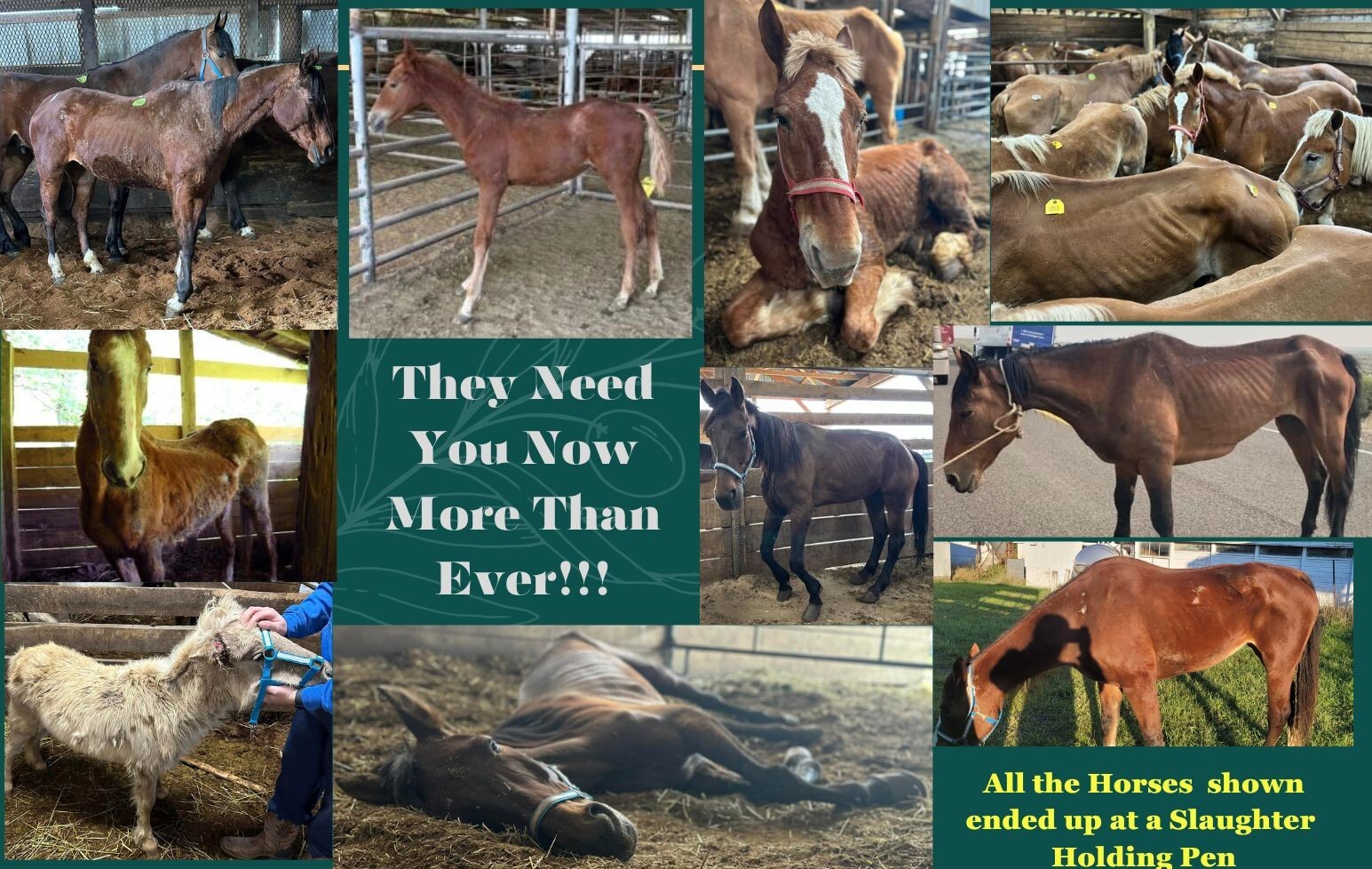 Campaign cover image for A New Year A New Hope for Horses in Need
