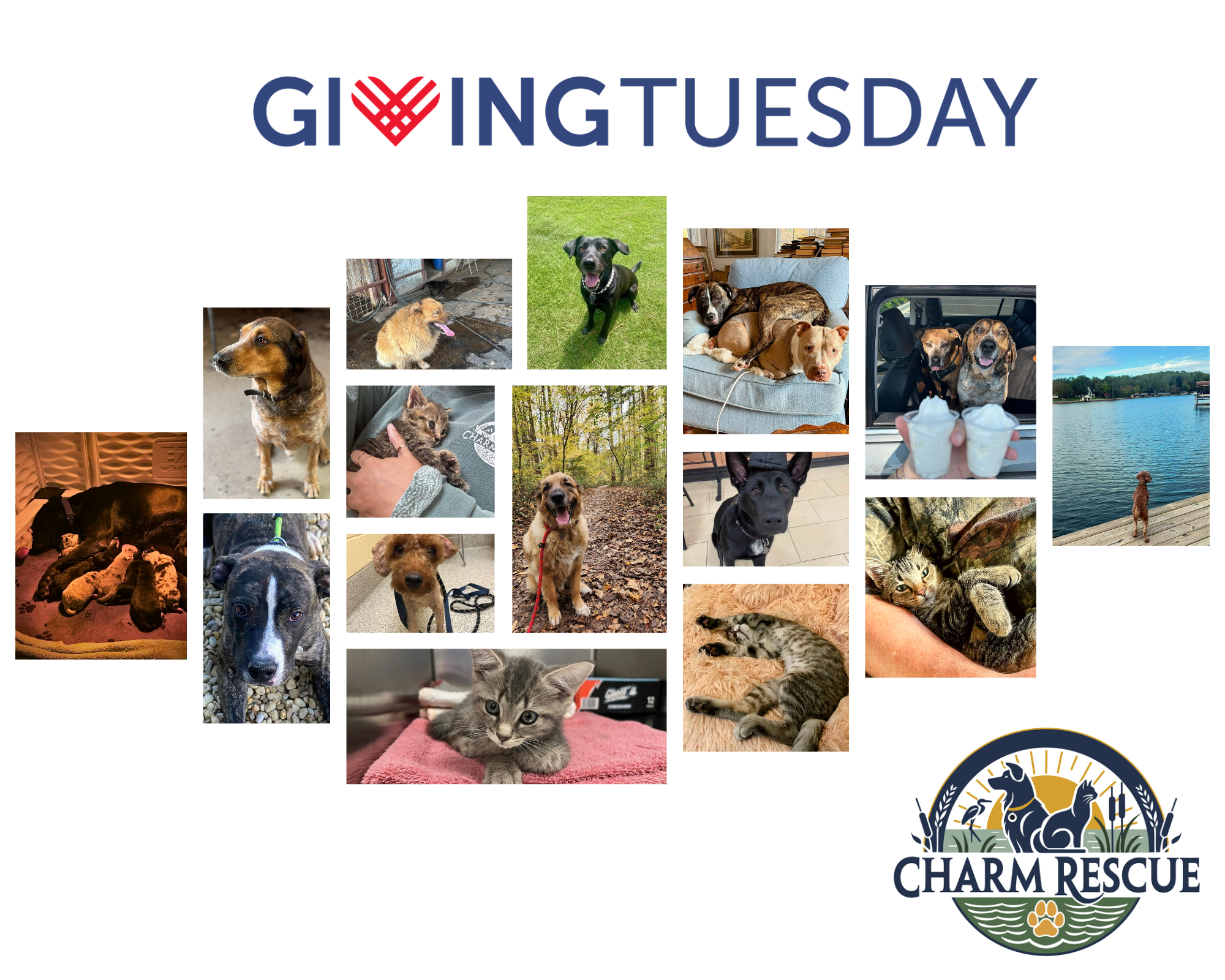 Campaign cover image for CHARM Rescue "Fresh Start" Giving Tuesday