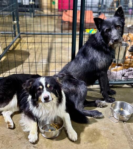 Campaign cover image for 🐾 Help Us Recover From June 💔