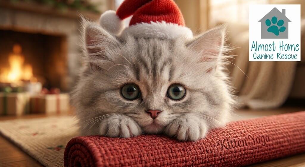 Kitten Yoga - Find your inner paws | Almost Home Canine Rescue