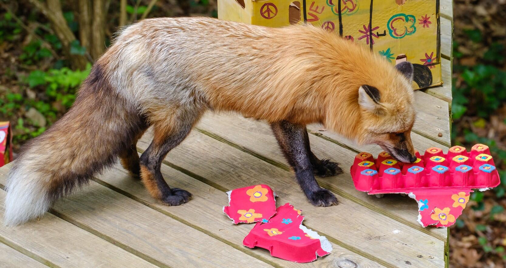 Campaign cover image for We Love Bear Hollow!