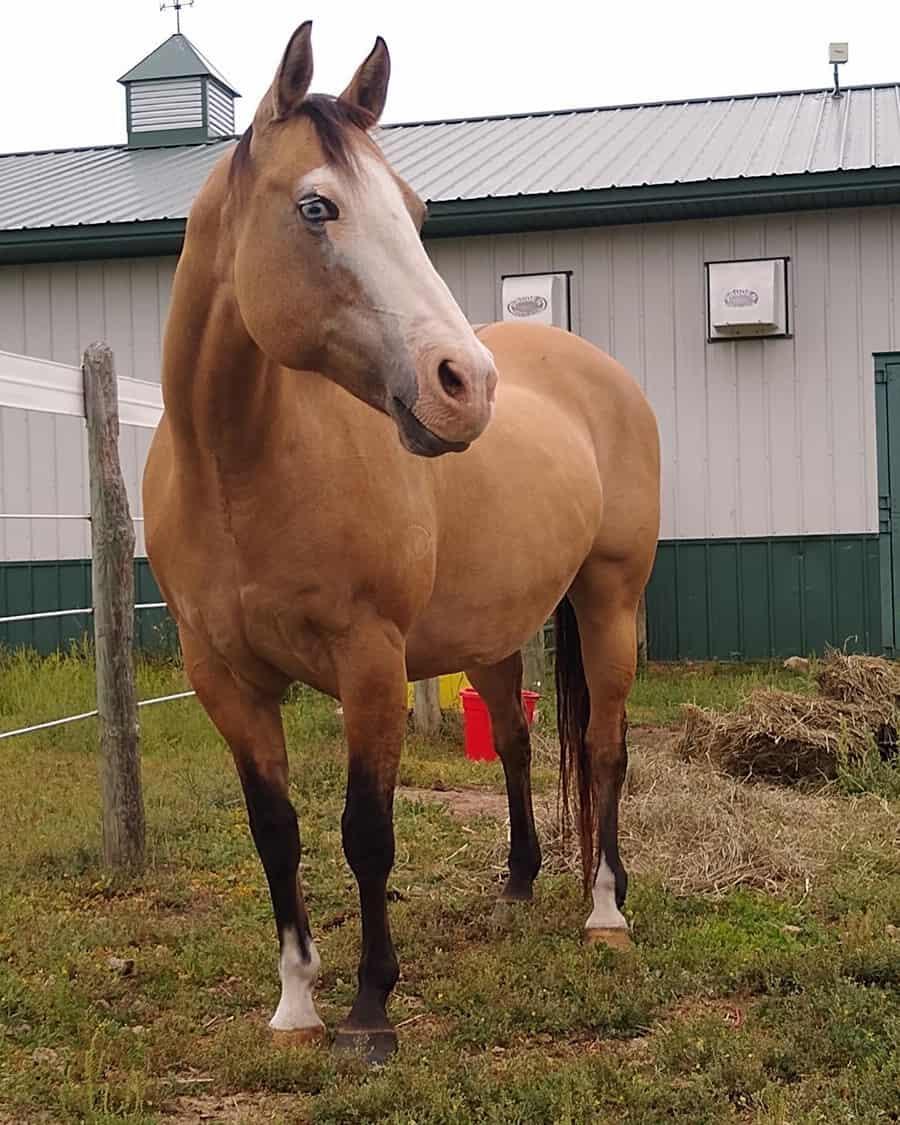 Campaign cover image for Maybelle Horse Sponsorship