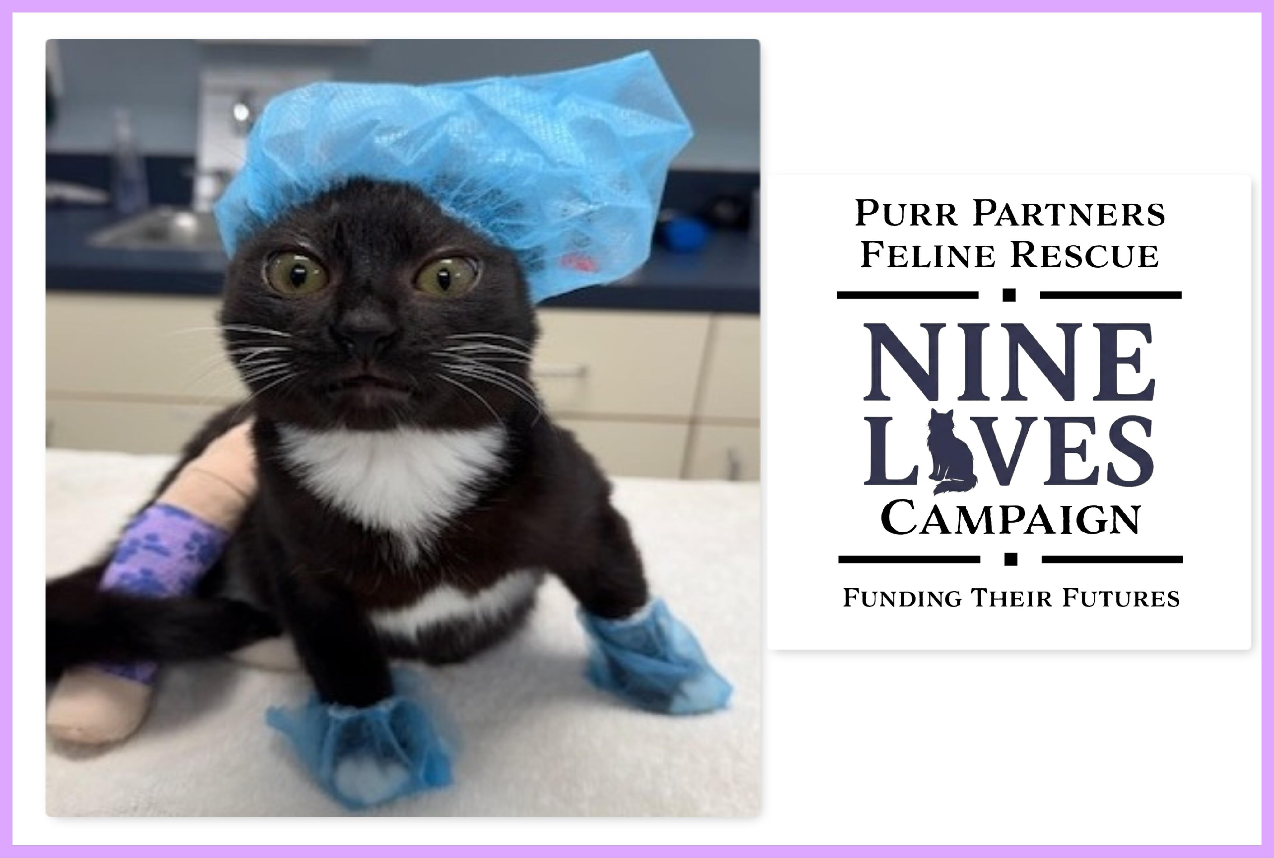 Campaign cover image for Purr Partners' 9 Lives Campaign