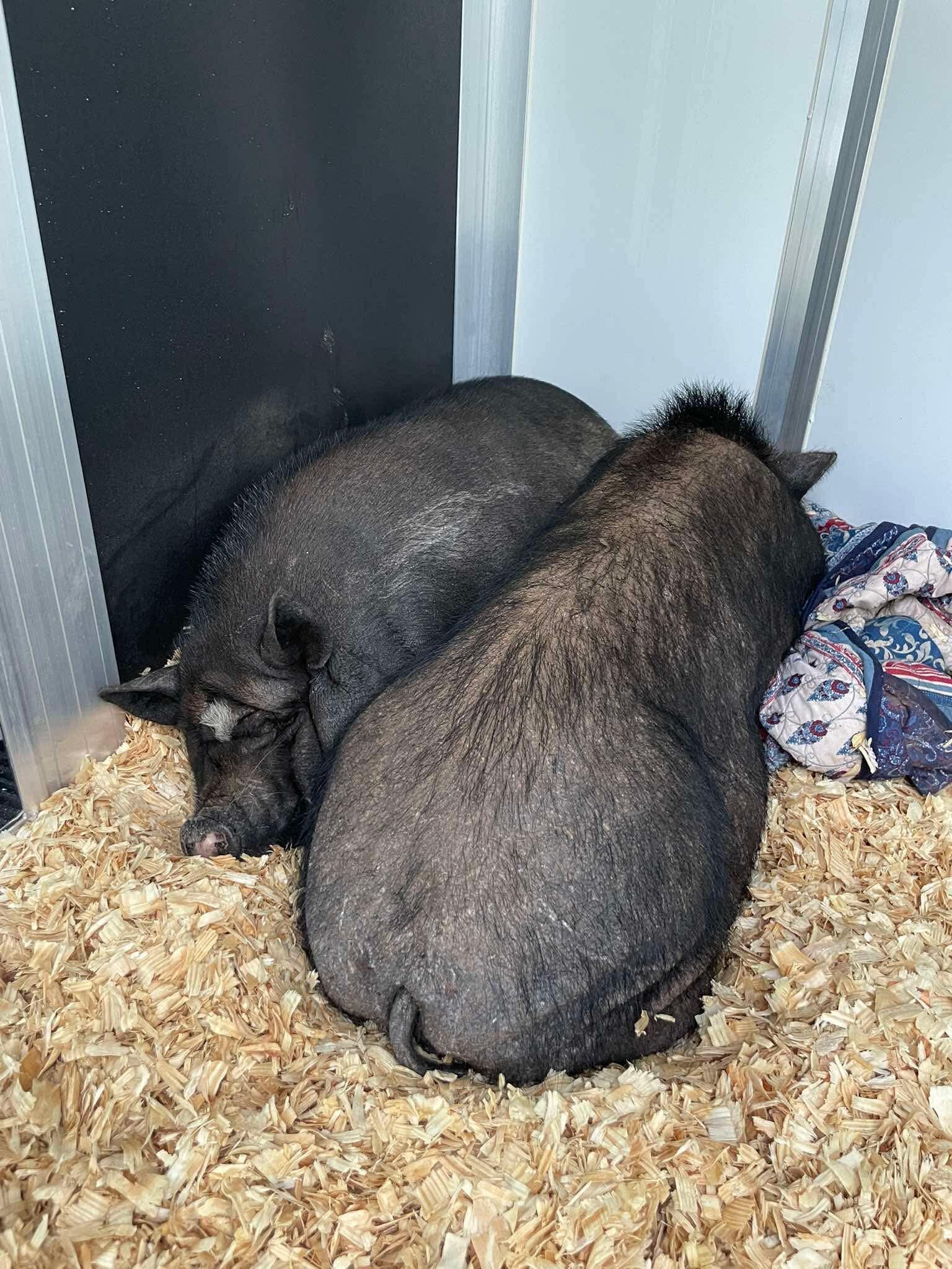 Campaign cover for URGENT FUNDRAISER — 27 PIGS NEED US NOW