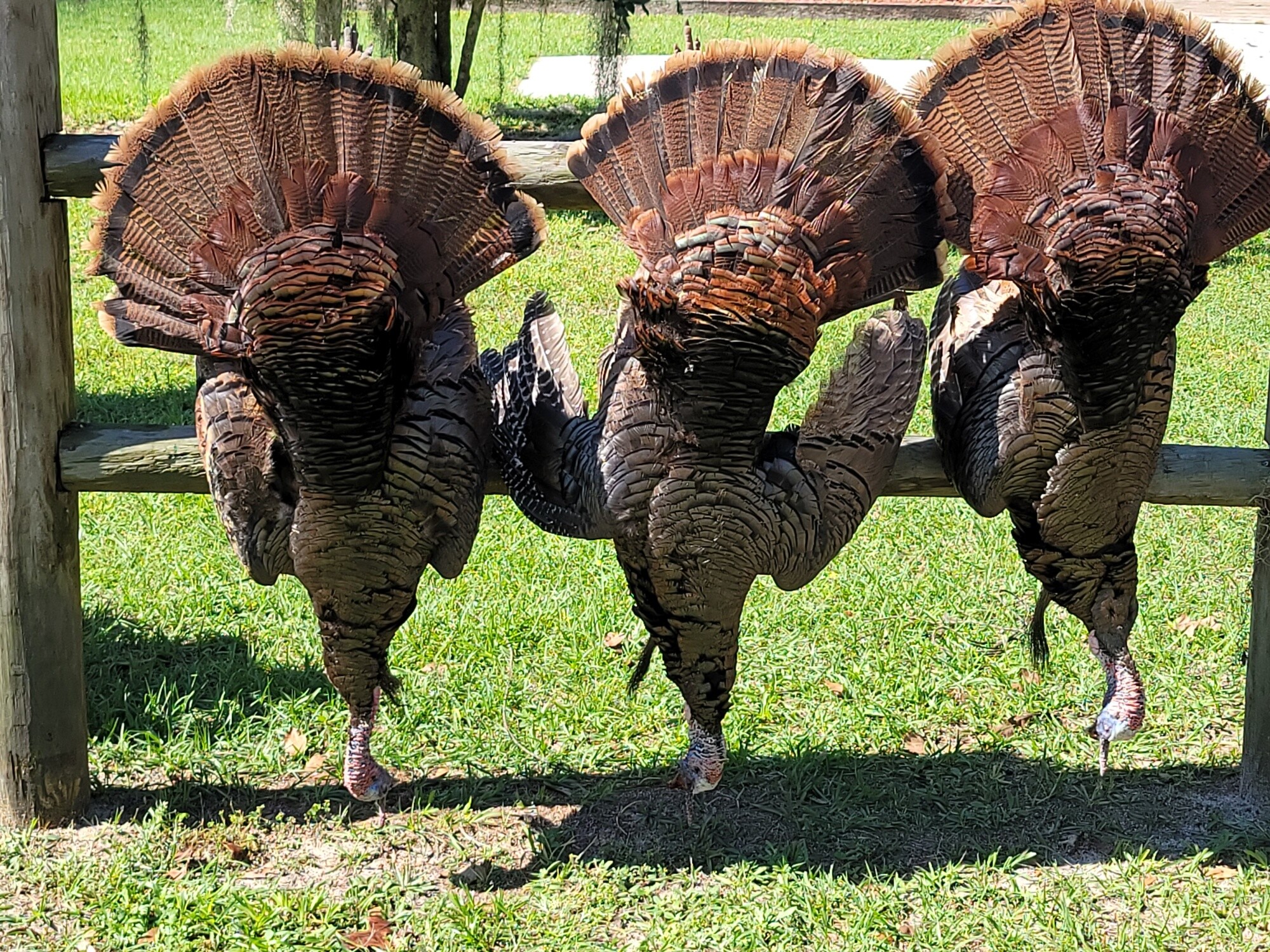 Campaign cover image for 3 day Osceola Turkey Hunt for 2 in Melrose Fl.  Only 100 tickets will be sold.
