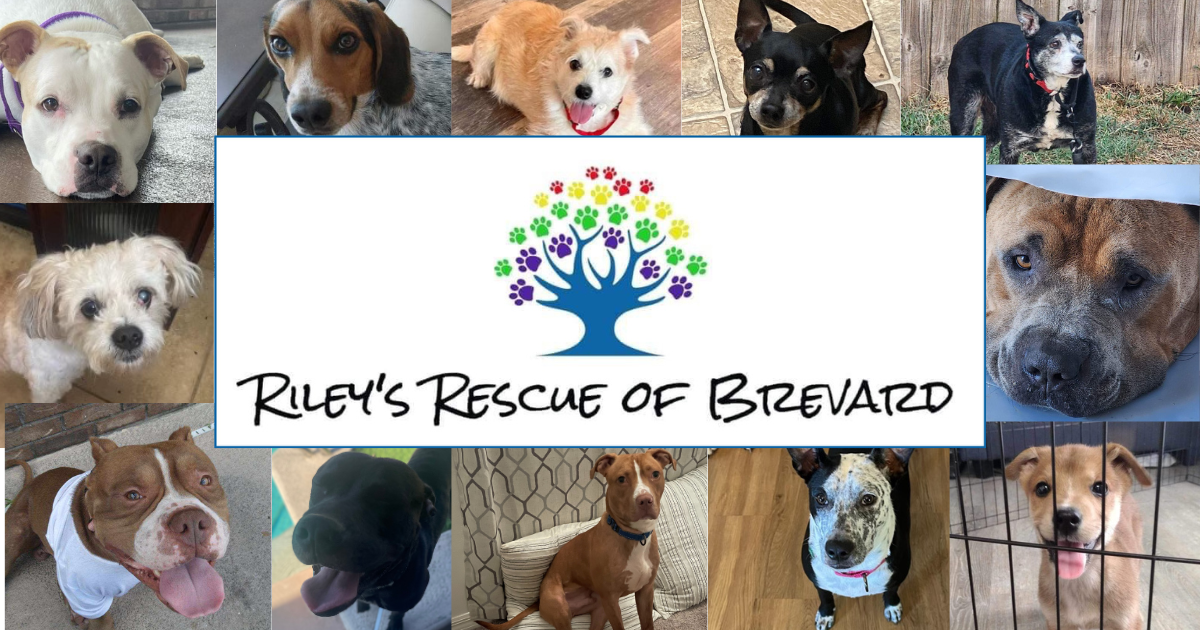 Campaign cover image for Giving Hope! Giving Love! Giving Tuesday!