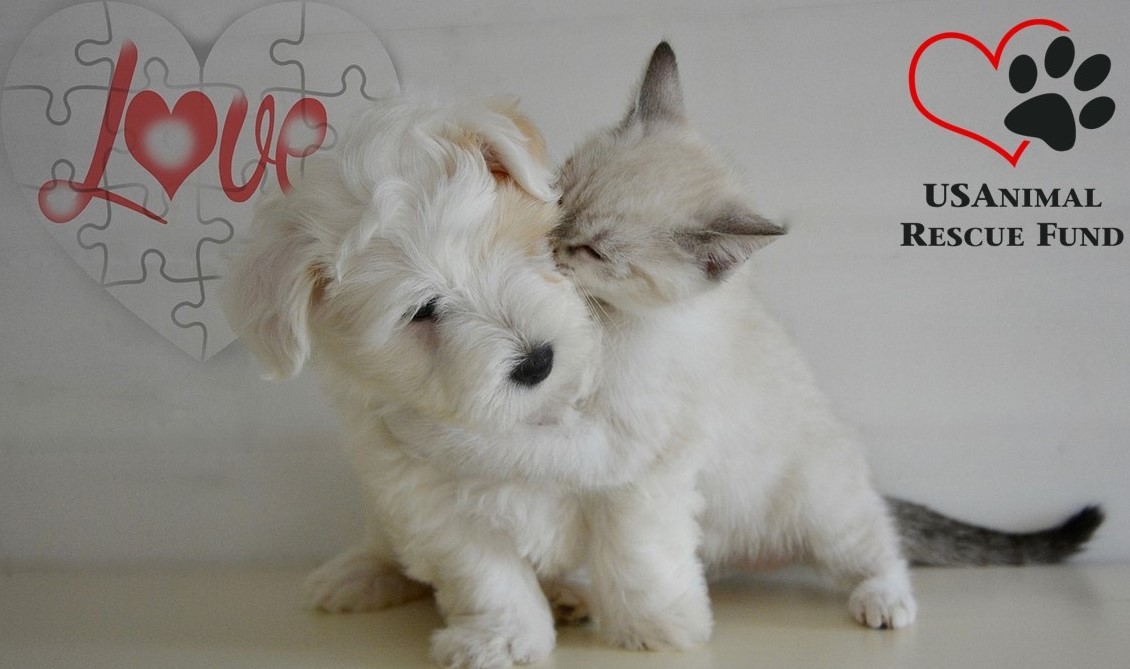 Campaign cover for US Animal Rescue Fund