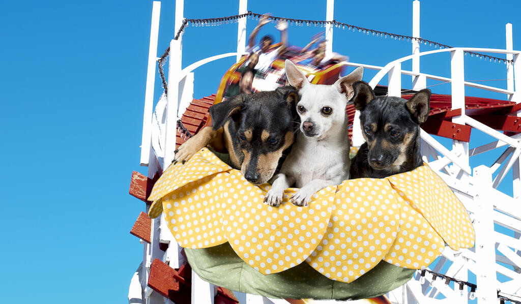 Campaign cover for Spring Fantasy Pawtraits Fundraiser!