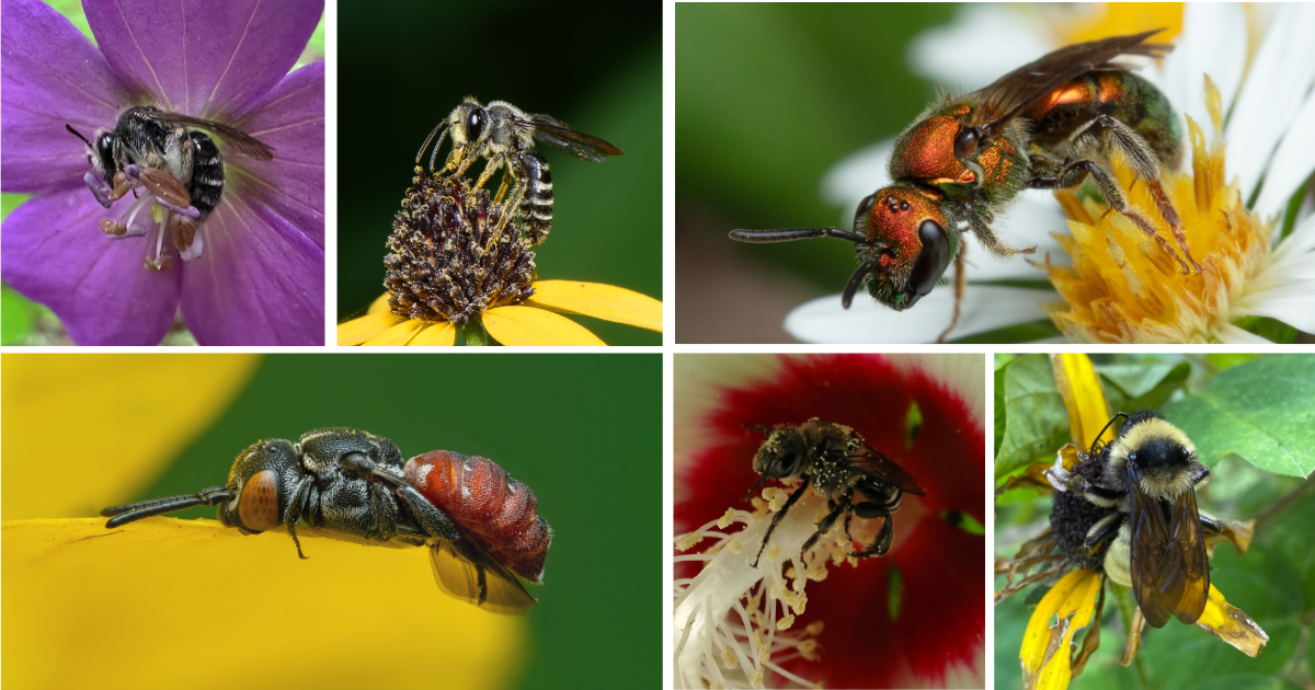 Campaign cover image for Act now to keep biodiversity buzzing in the Smokies! 🐝🌺🦋