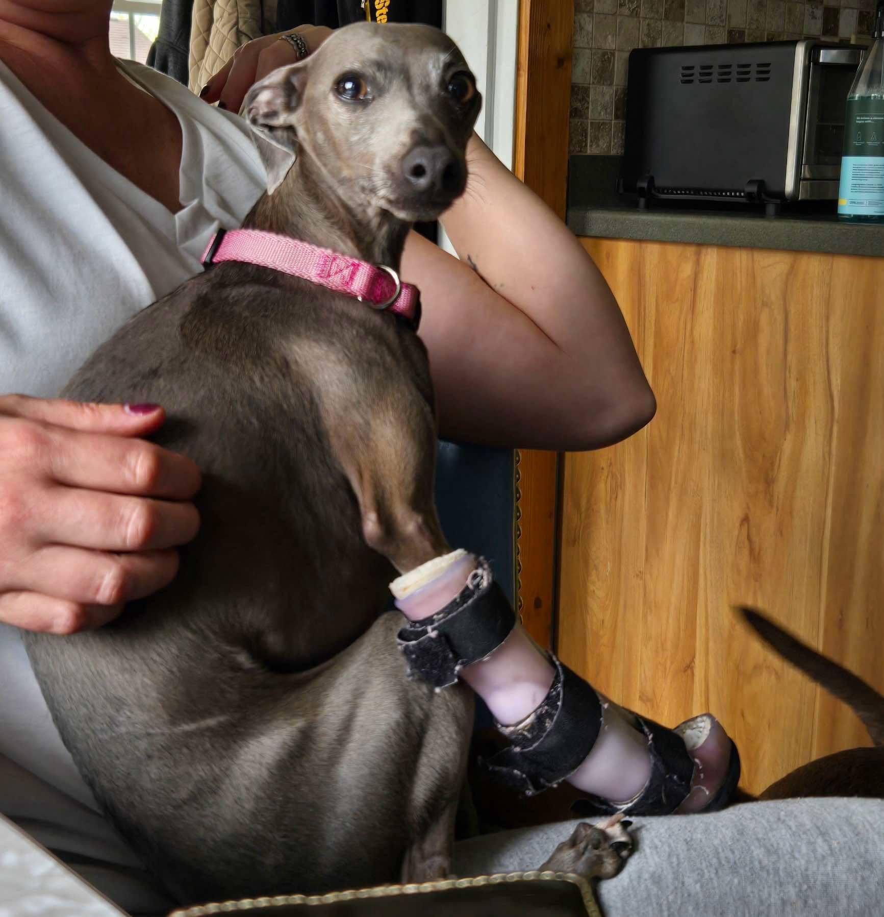 Campaign cover image for Donations for Pickles new prosthetic