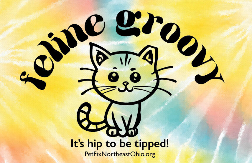 Campaign cover image for FELINE GROOVY
