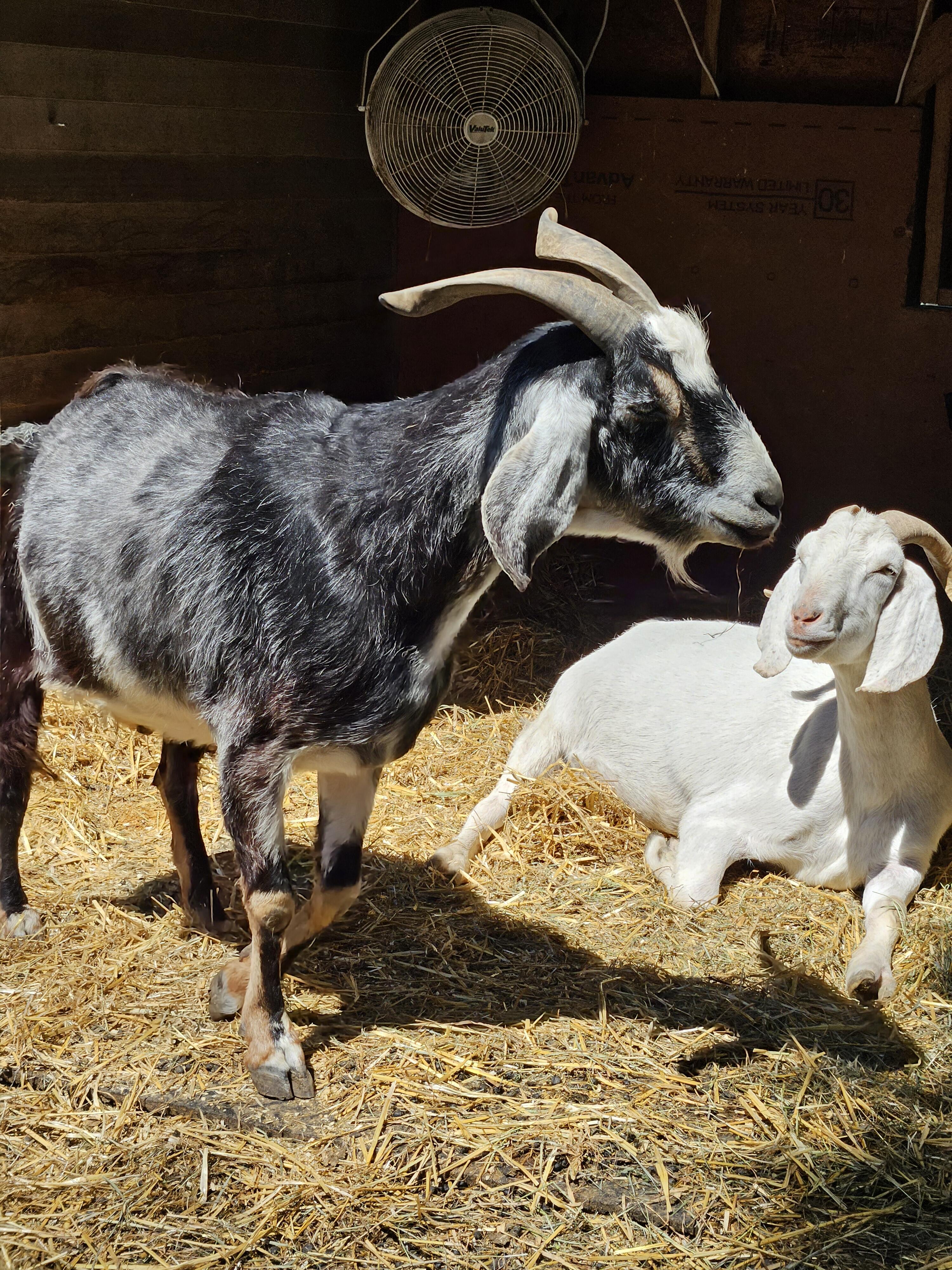 Campaign cover image for Mira's Bat Mitzvah Fundraiser for Unity Farm Sanctuary