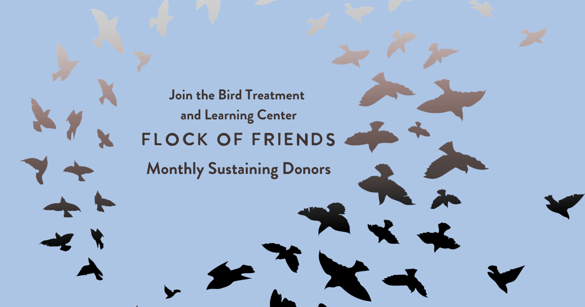 Campaign cover for Flock of Friends