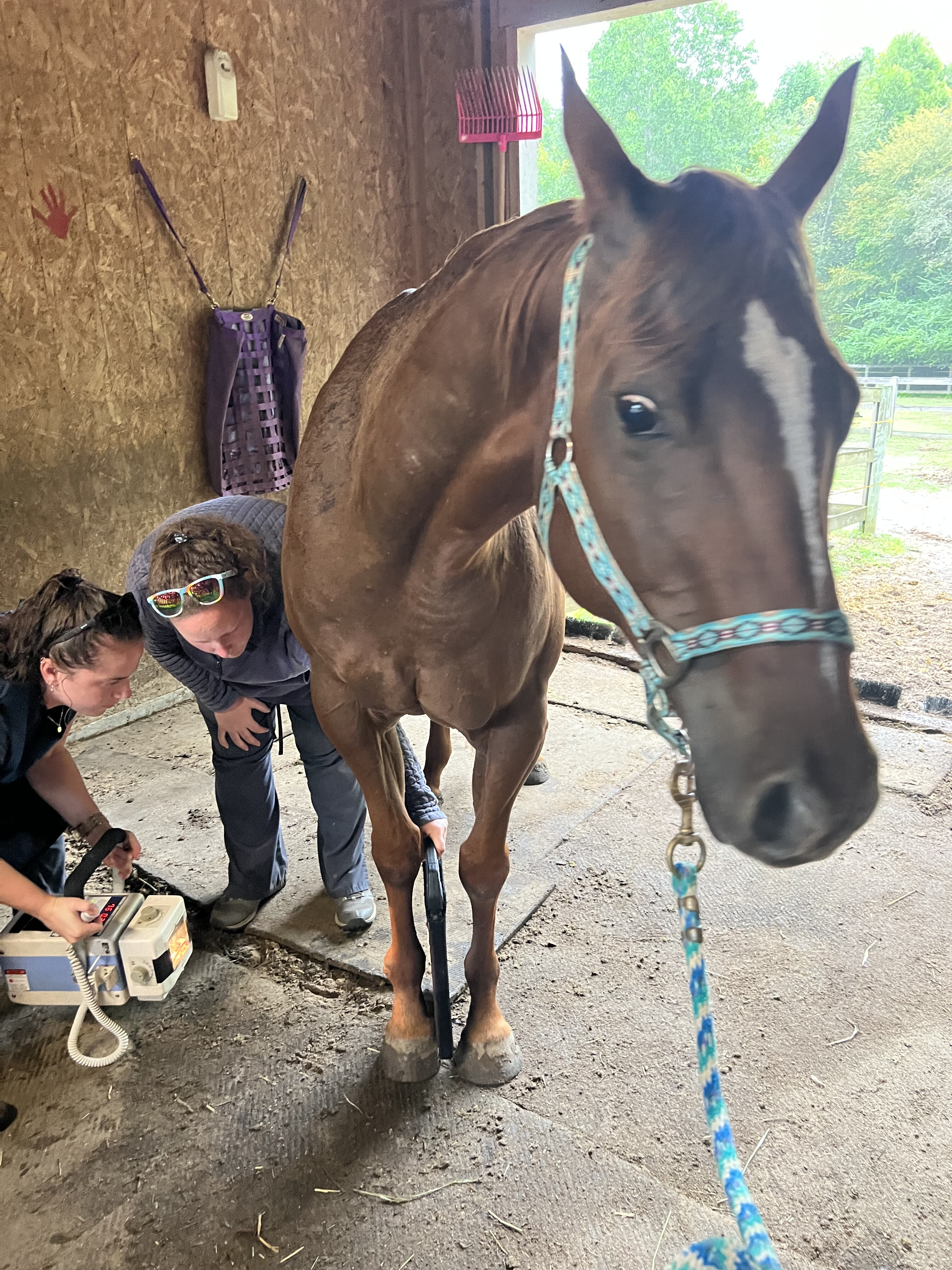 Campaign cover image for Planet Peace Farm Fundraiser for Mel & Cash’s Medical Expenses