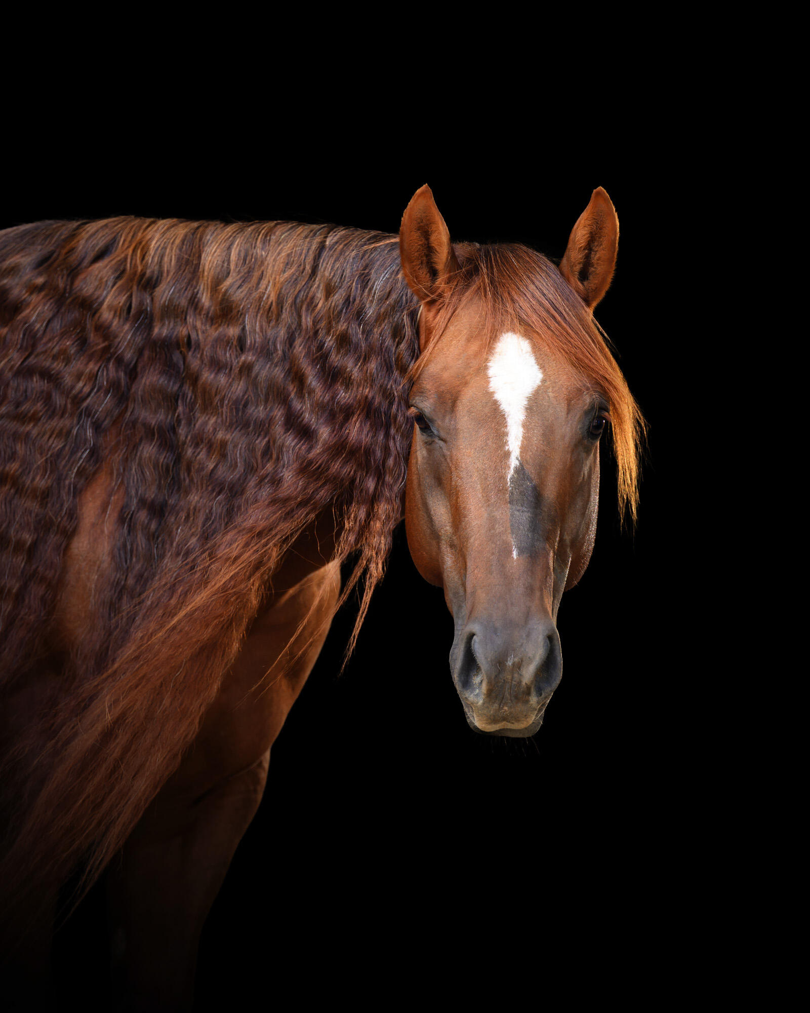 Campaign cover for Sponsor a Horse