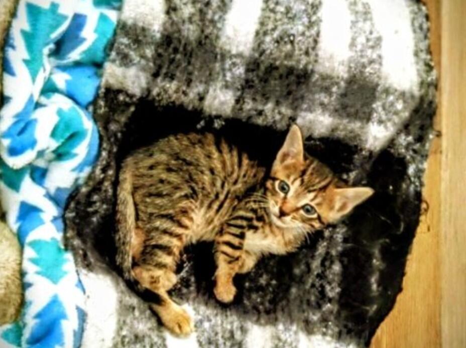 Campaign cover image for A Safe Haven For Pets Of People In Crisis