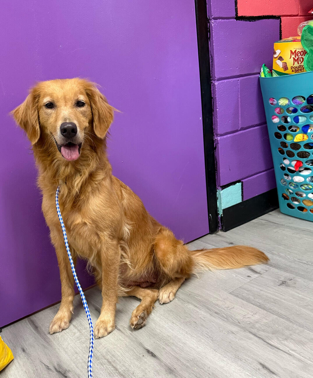 Campaign cover image for Marlie Jade & Puppies