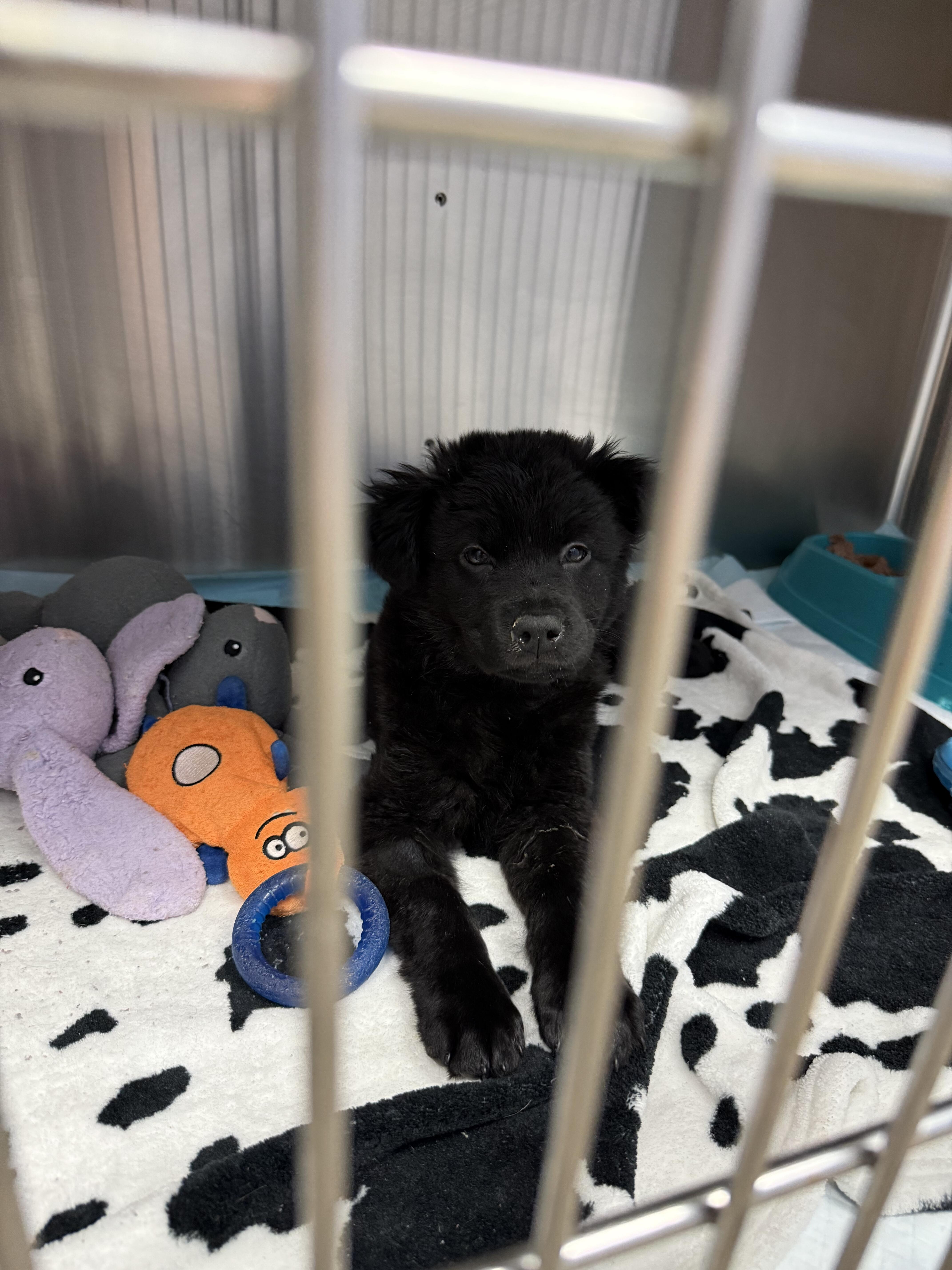 Campaign cover image for Lola’s Beauty Benefit for Bear!