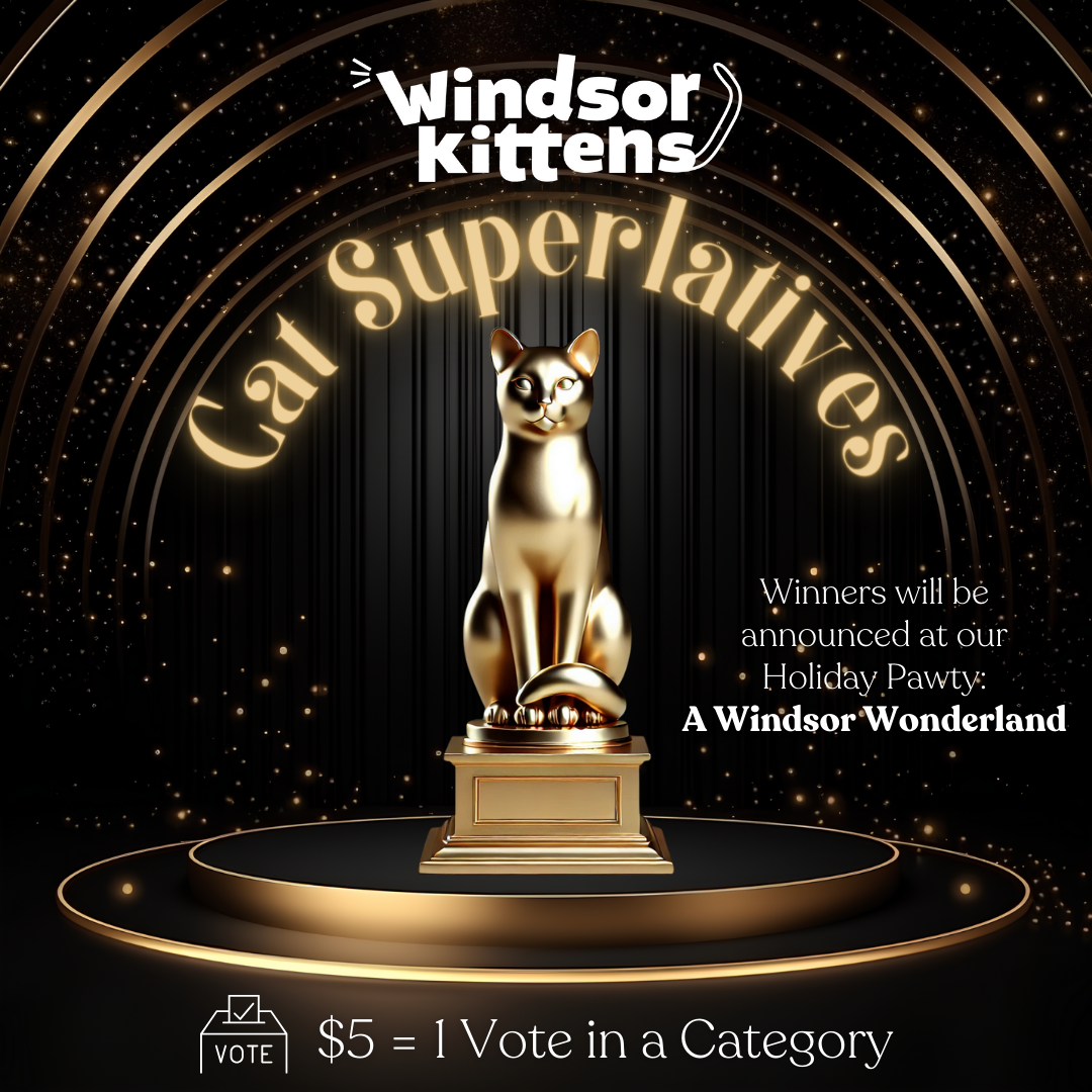 Campaign cover image for 2024 Windsor Kittens Cat Superlatives